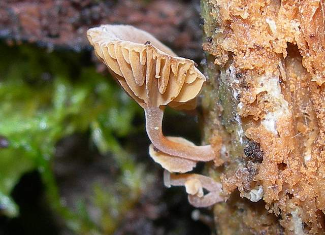 Galerina subexcentrica  spec.nov.